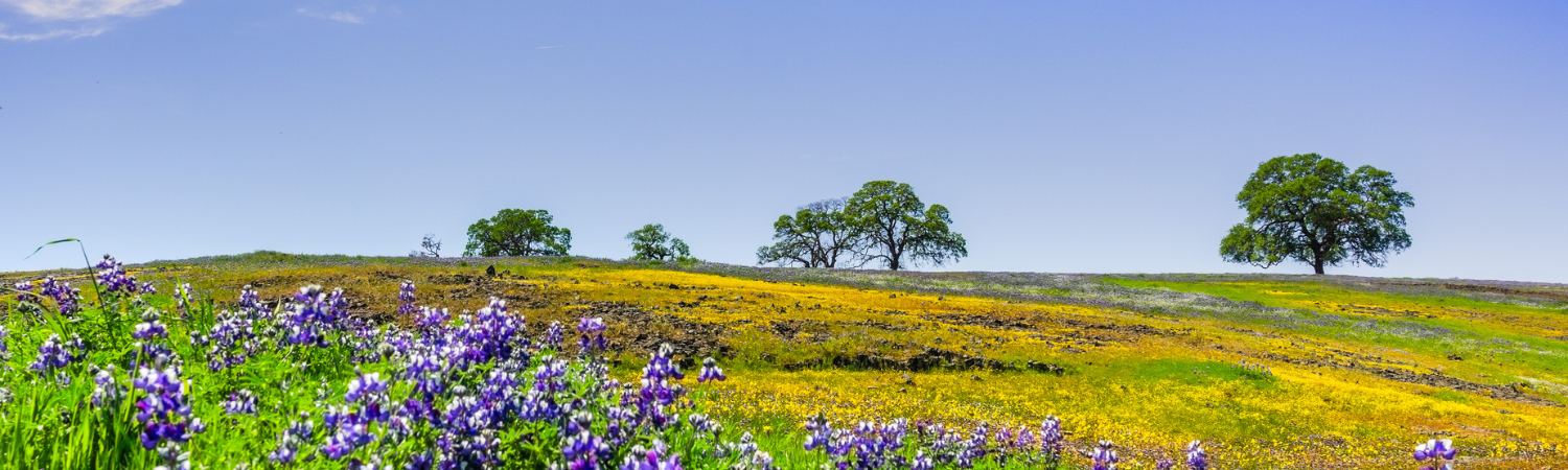 Banner image of Oroville